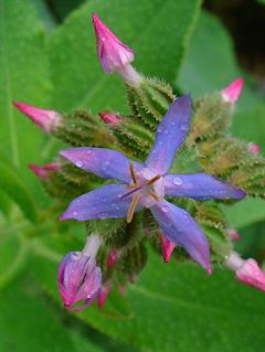 گاوزبان آسای موی زبر